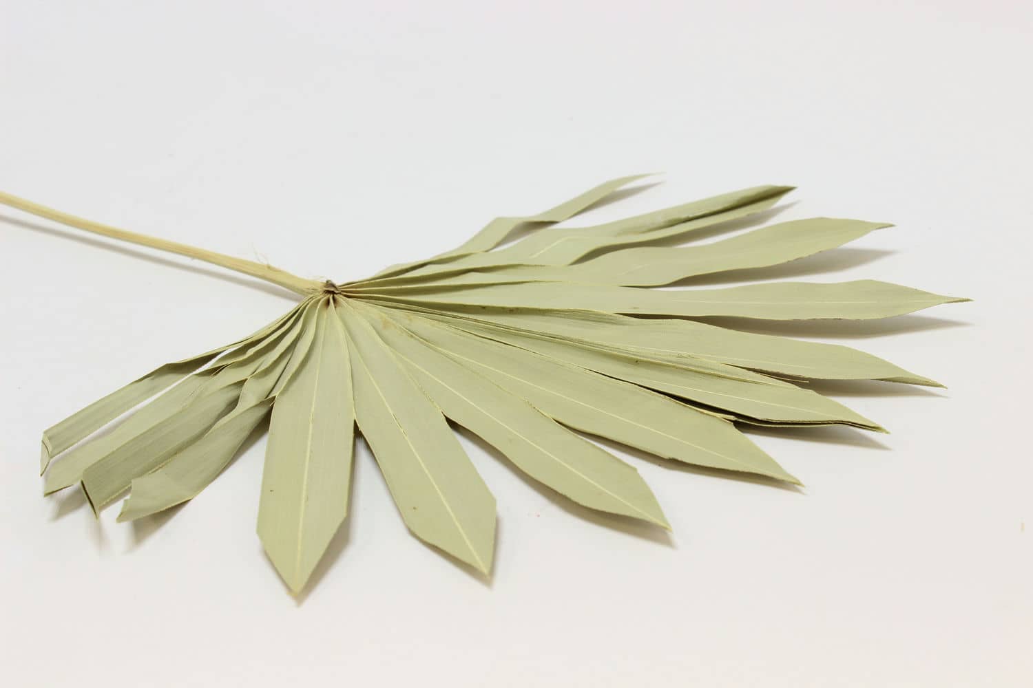 Сухоцвет "Листья солнечной пальмы" 30-35 см. Натуральный