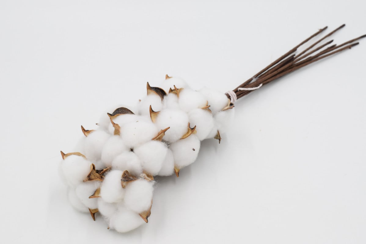 Сухоцвет "Хлопок" 30см Белый (упак 10шт)