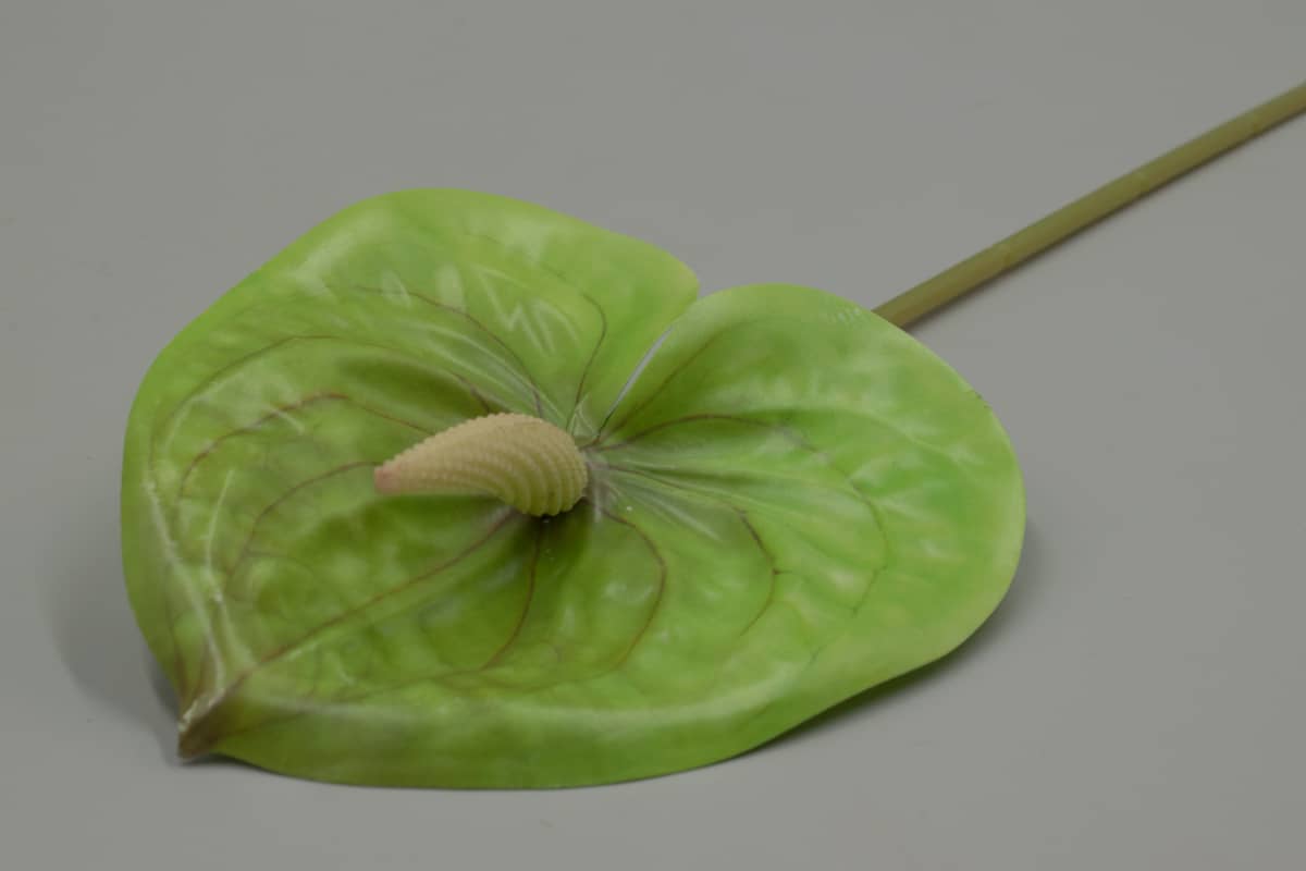 Одиночный антуриум "Мирт" H60см Зеленый