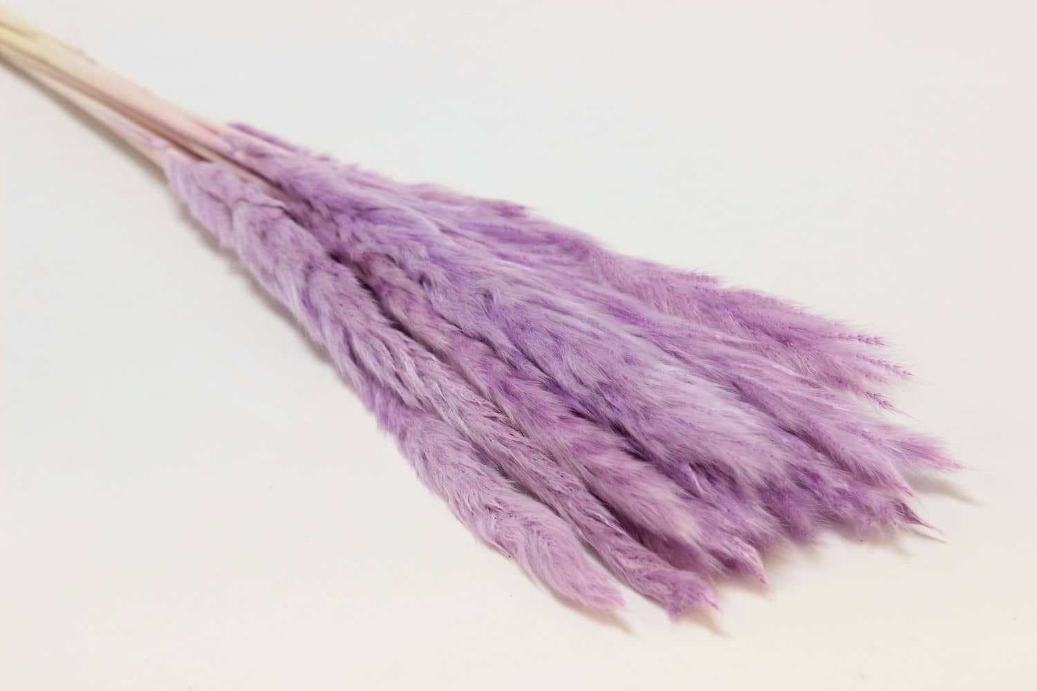 Сухоцвет "Камыш" высота 60-80 см, (15 шт в 1 упак) Светло-сиреневый