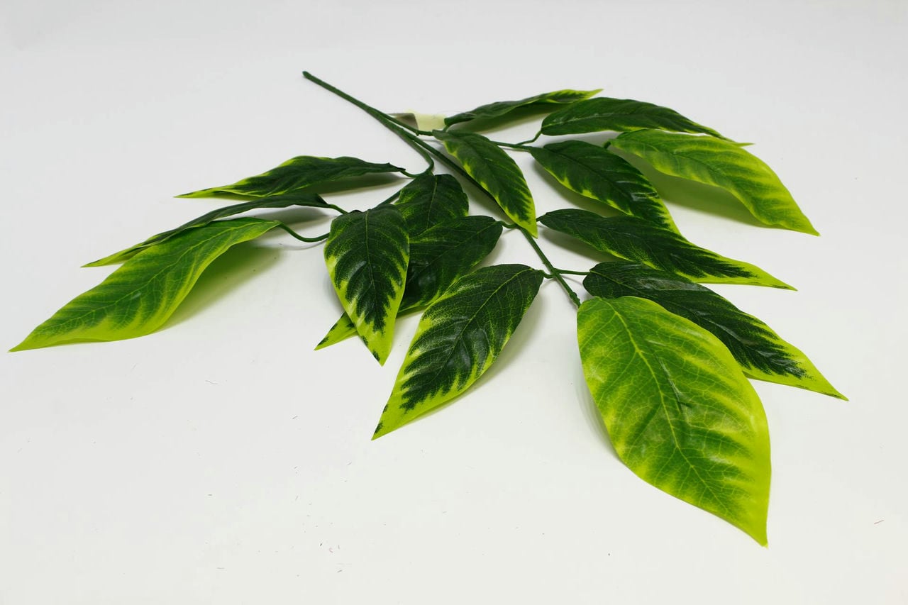 Ветка листьев "Манго"