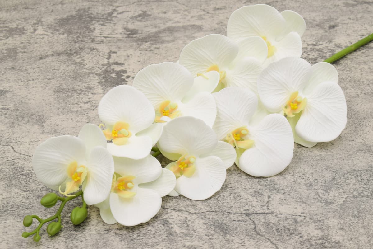 Ветка орхидея "Летти" H100см Бело-желтый