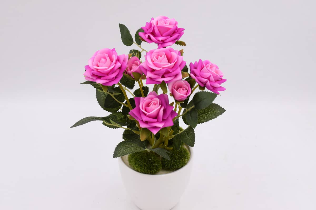 Роза бархатная кустовая "Теона" H30см Фуксия