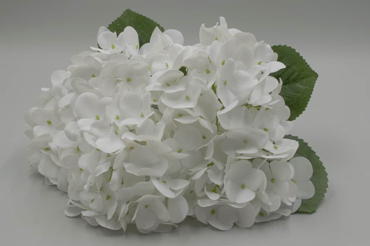 Букет гортензии "Анабель" H45см Белый