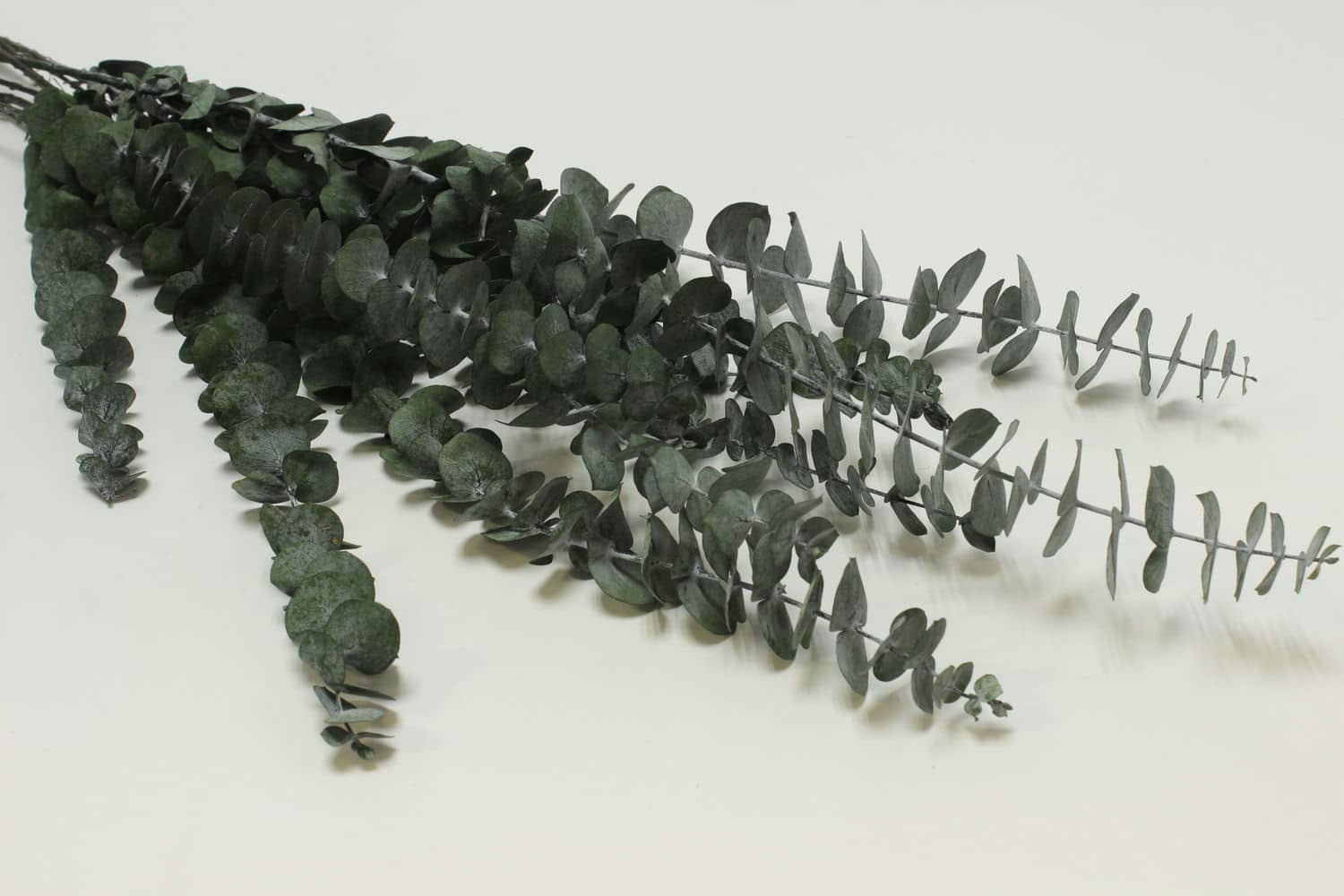Сухоцвет "Эвкалипт Бэби Блю" высота 60-65 см, (10 шт в 1 упак) Зеленый