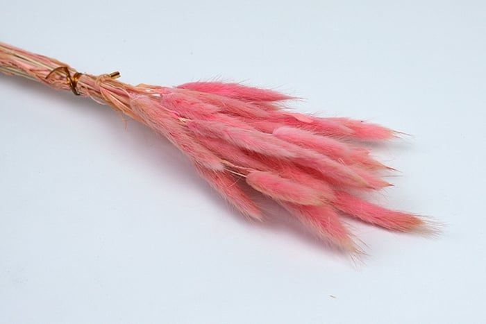 Лагурус цветной 30 голов (№2104146) розовый светлый