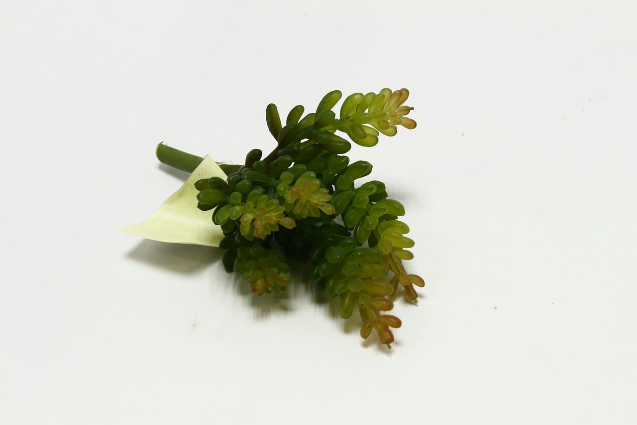 Суккулент Крассула Н15см Зеленый