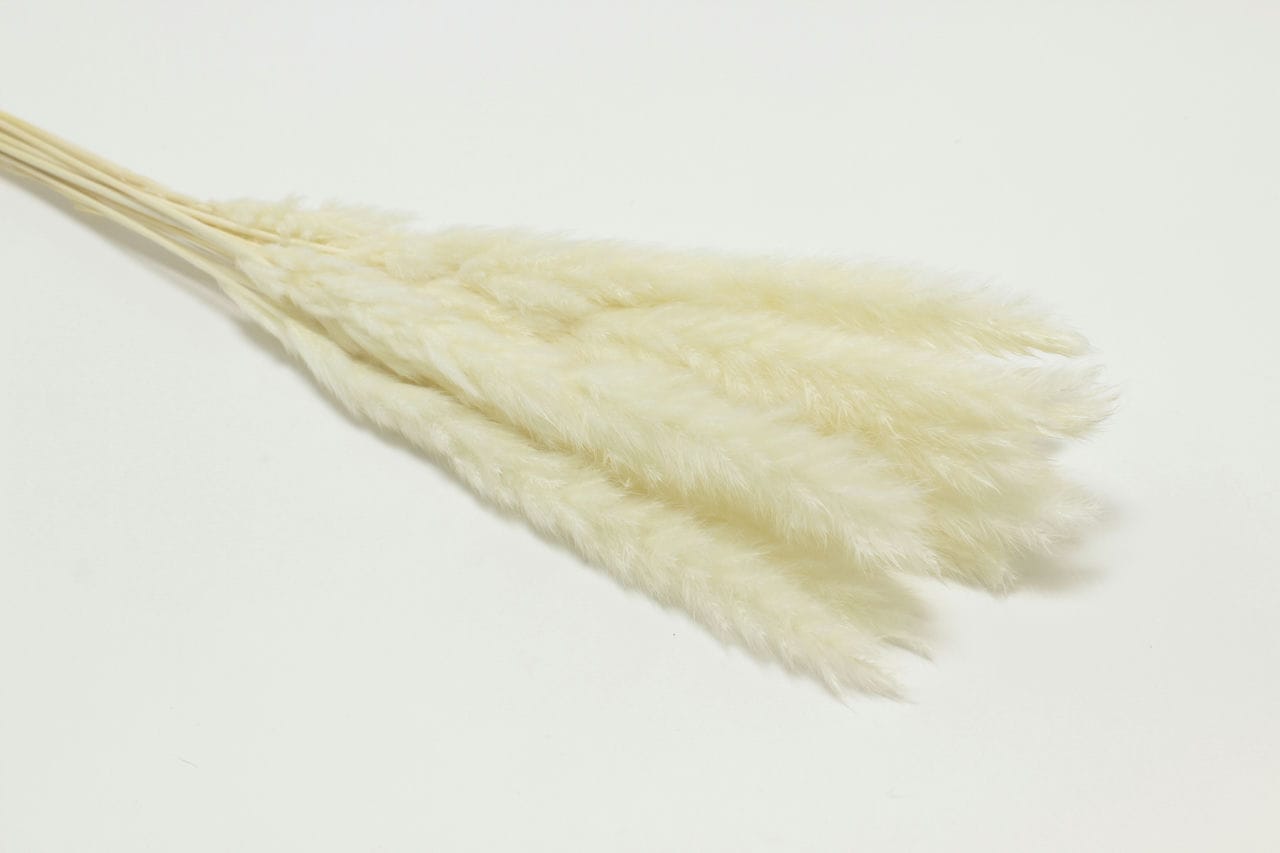 Сухоцвет "Камыш" высота 60-80 см, (15 шт в 1 упак) Белый