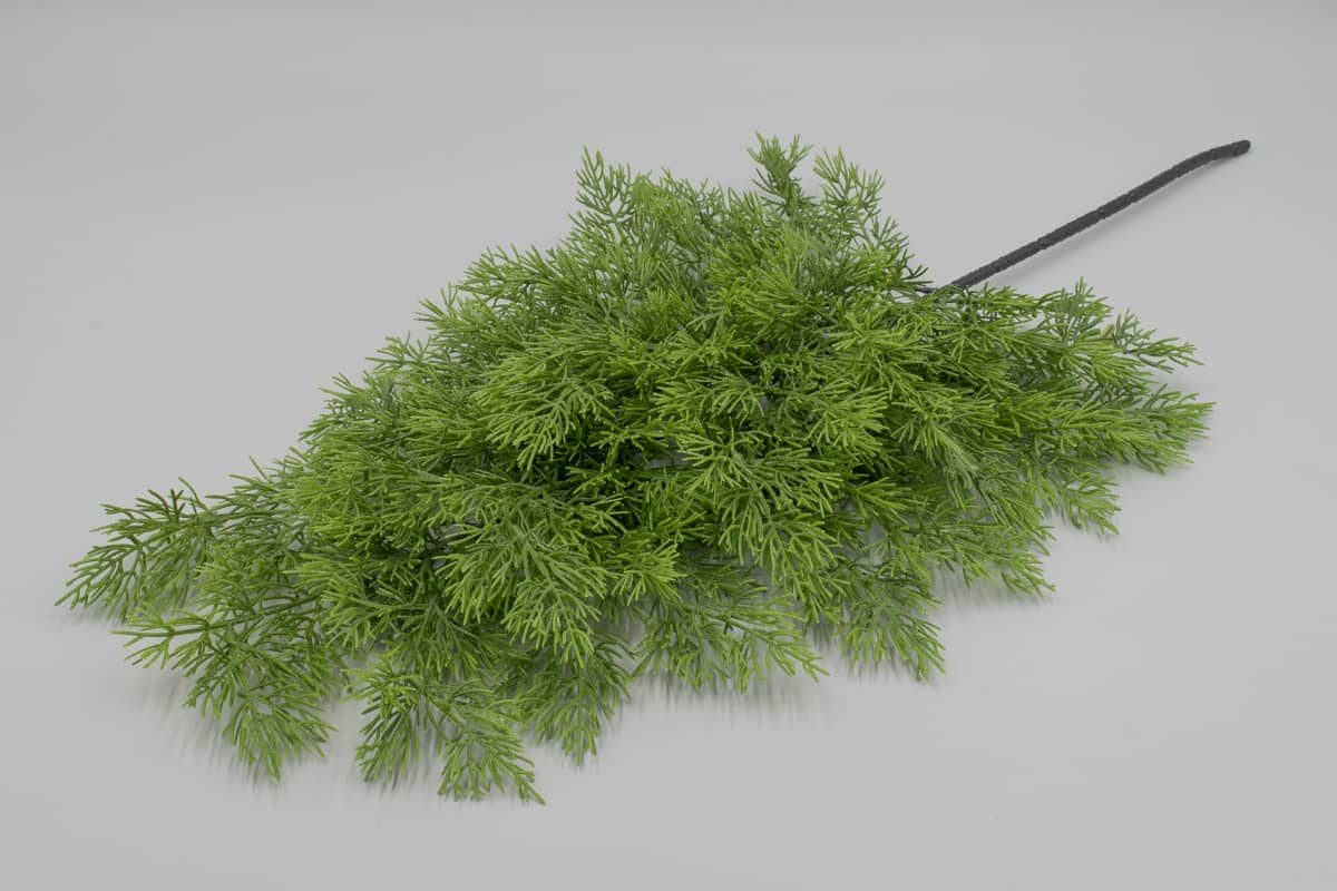 Ветка кипарис крупноплодный "Фоккан" H66см Салатовый