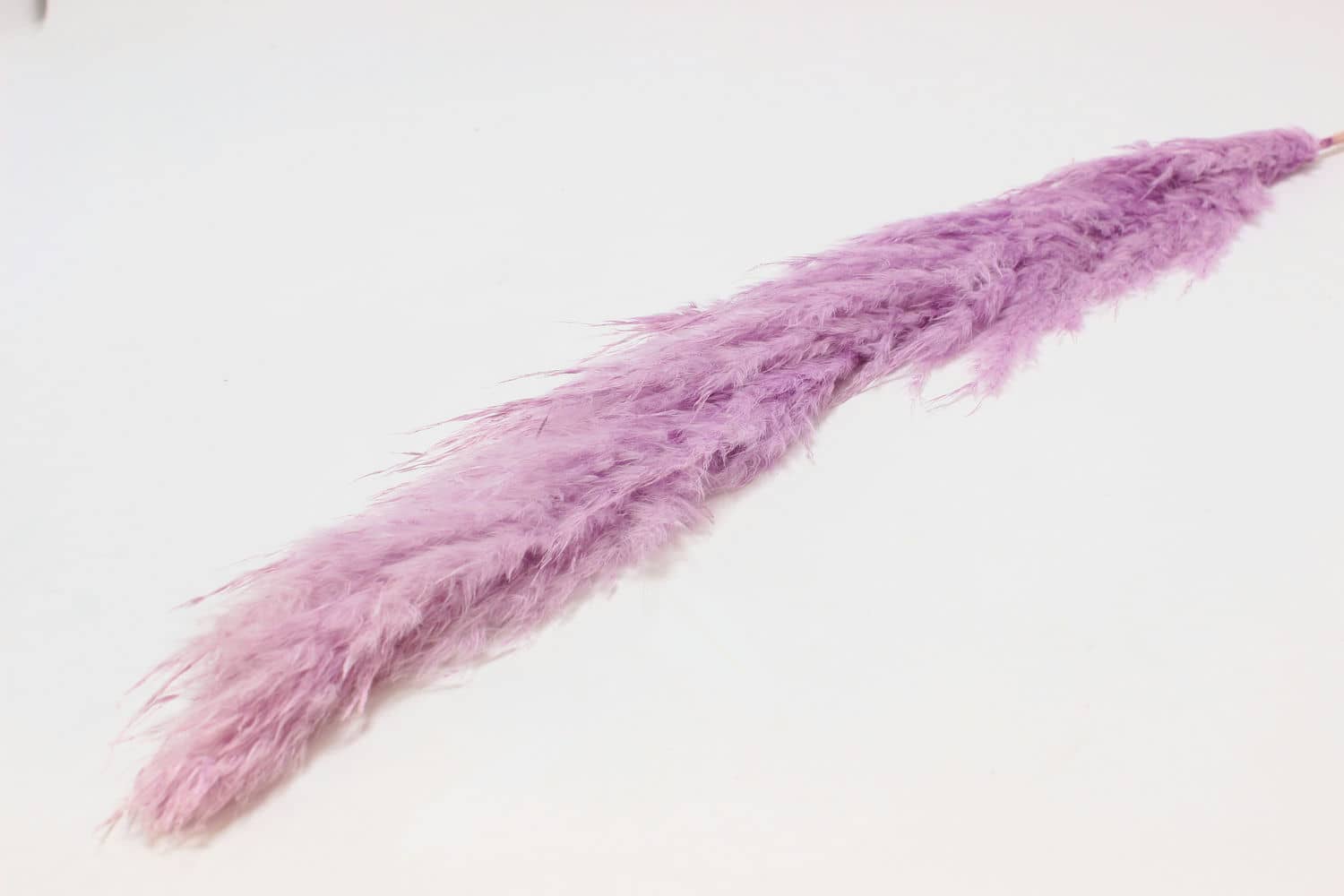 Сухоцвет "Пампас пушистый", высота 60-70 см, Сиреневый