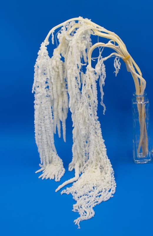 Срез амарант стабилизированный "Нежность" H90см. Белый