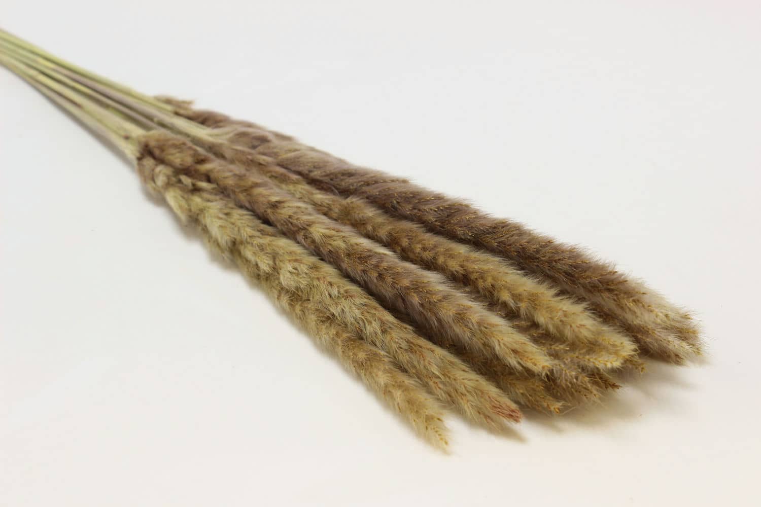 Сухоцвет "Камыш" высота 60-80 см, (15 шт в 1 упак) Натуральный
