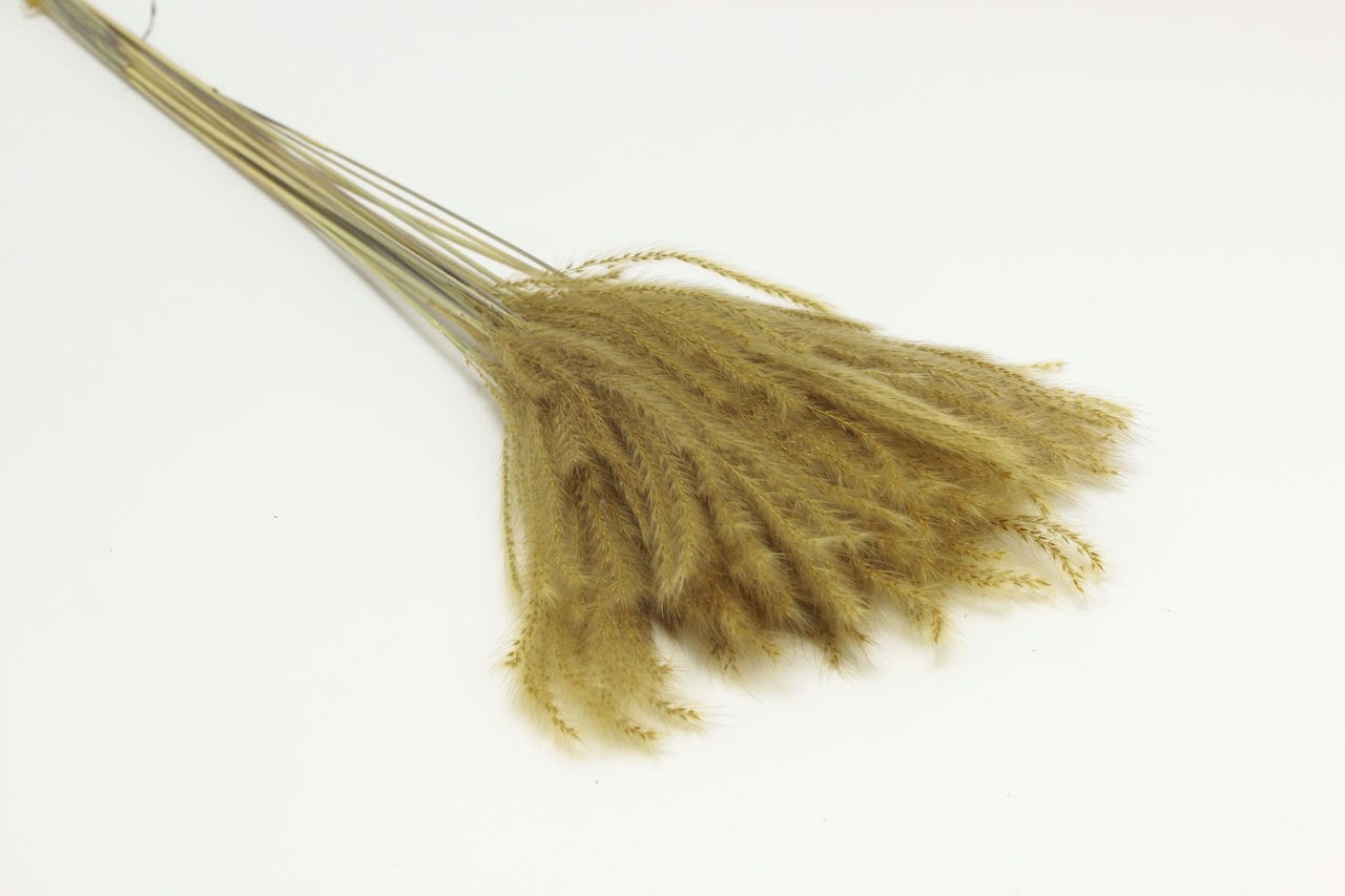 Сухоцвет "Пушистая пампасная трава", высота 70 см, (20 шт в 1 упак) Натуральный
