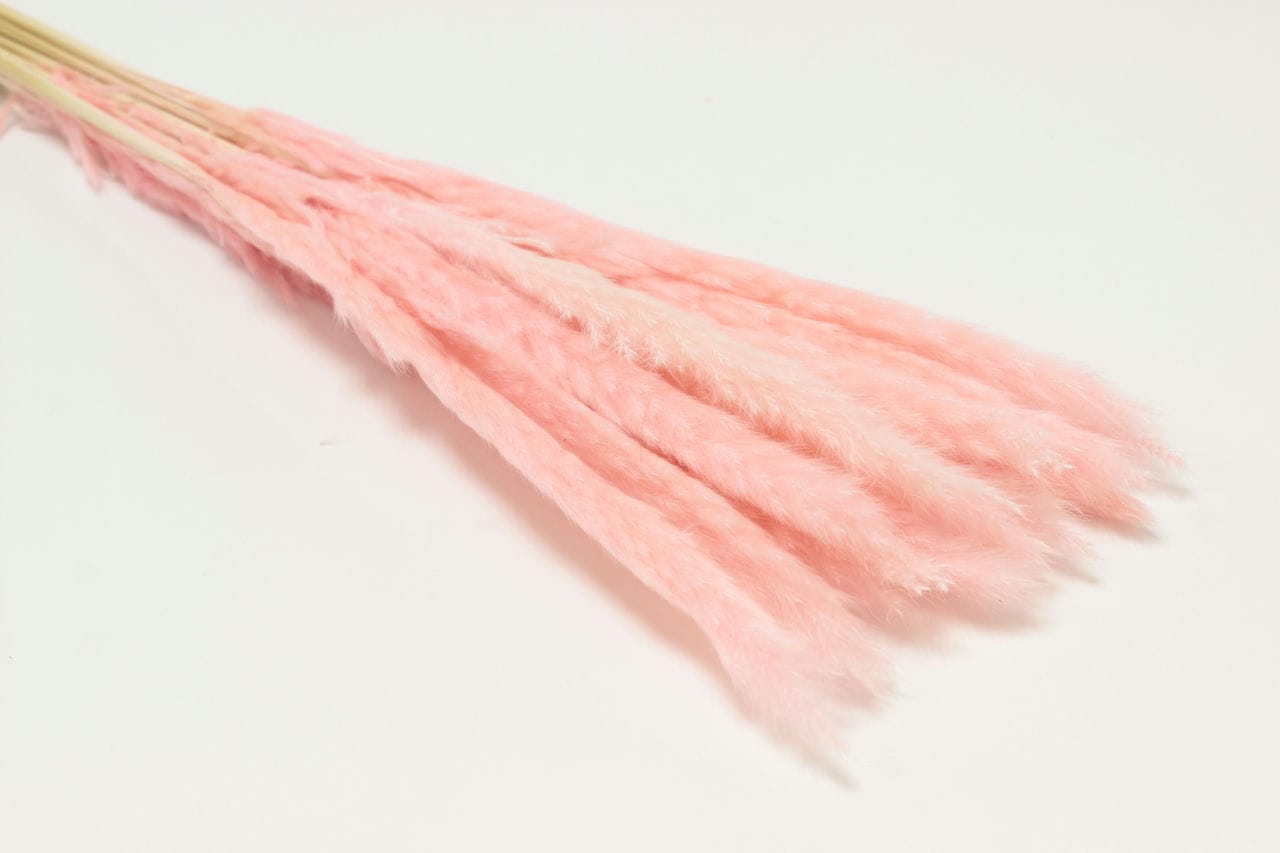 Сухоцвет "Камыш" высота 60-80 см, (15 шт в 1 упак) Светло-розовый