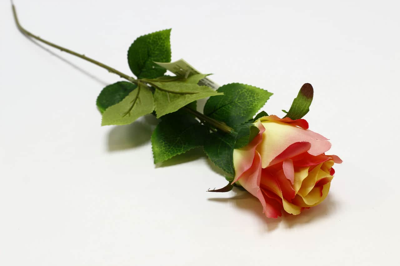 Одиночная роза "Руана" h55см Персиковый