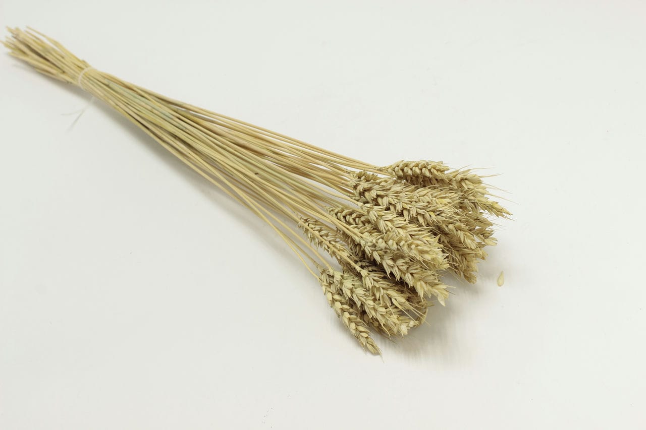 Пучок "Пшеница" натуральная зеленая (молодая)