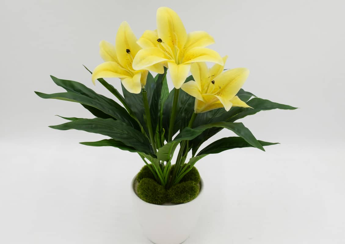 Букет лилия "Кандидум" H45см Лимонный