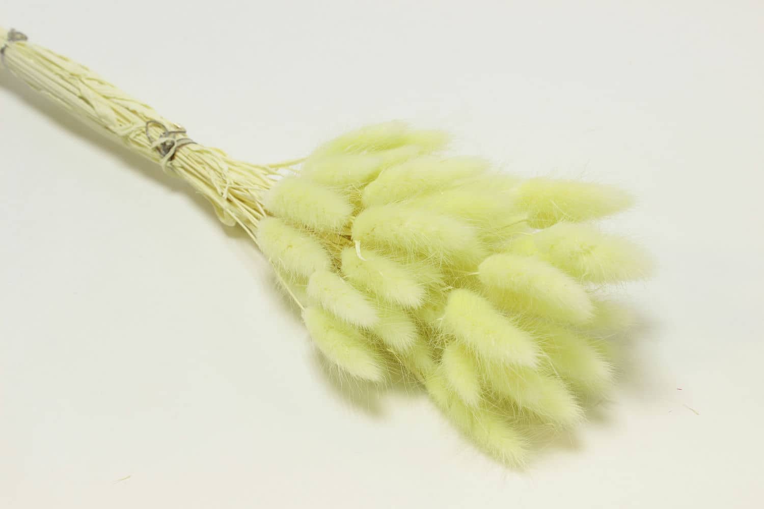 Сухоцвет "Лагурус" разм. цветка 5-7 см. (60 шт в 1 упак), высота 60-70 см. Светло-зеленый